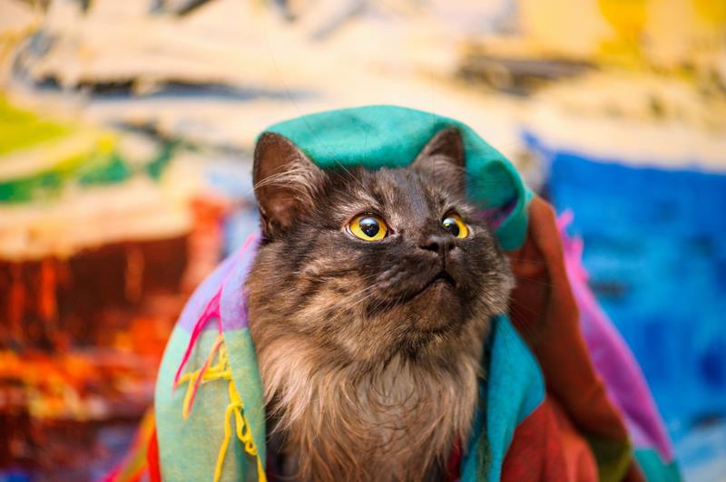 Veterinarian in Waipahu, HI Waipio Pet Clinic