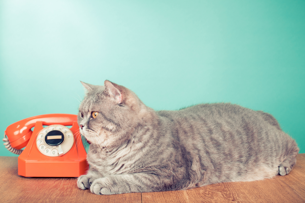 Specials Waipahu Vet Waipio Pet Clinic